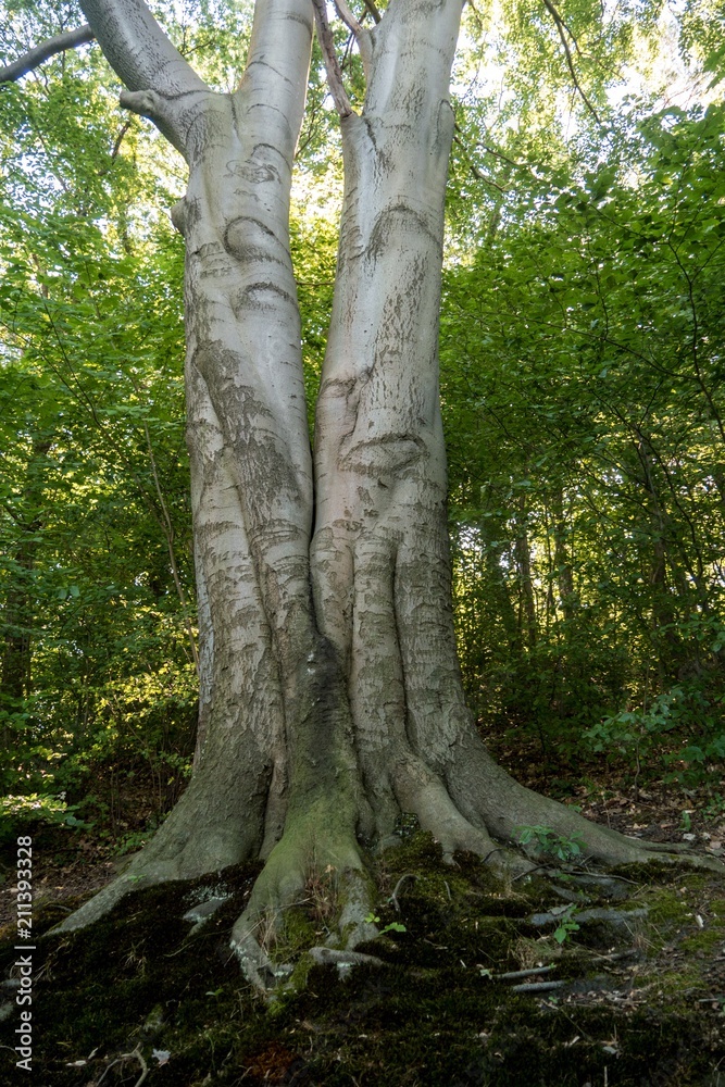 Fototapeta premium Zwillingsbaum am Kalksee - Rüdersdorf - Märkisch-Oderland