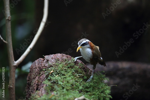White-browed Scimitar-babbler (Pomatorhinus schisticeps annamensis) in Da lat, Vietnam
 photo