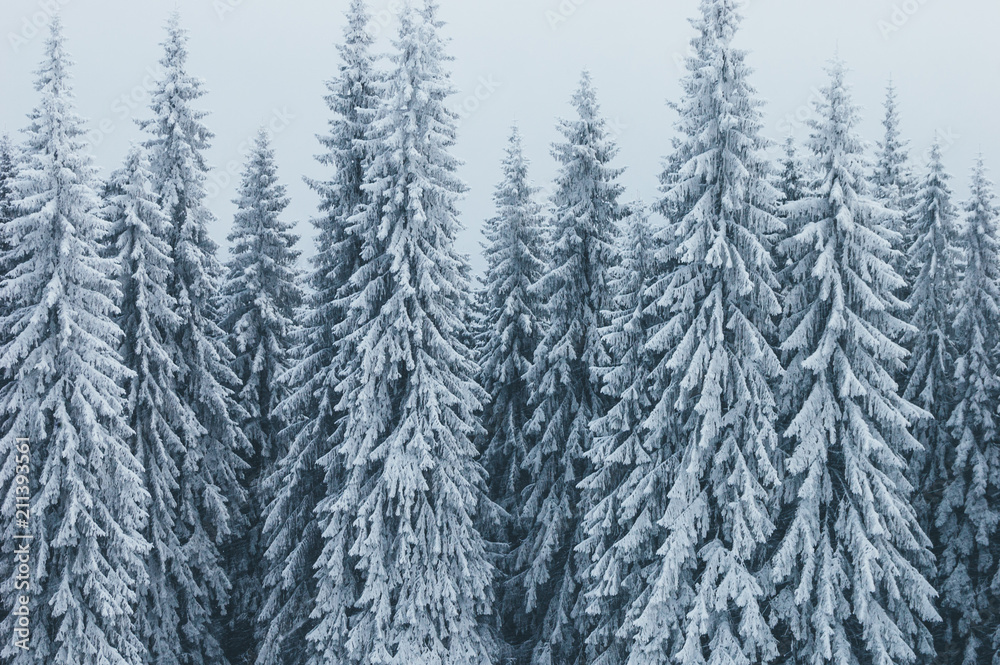 Winter landscape with spruce forest Winter landscape with spruce forest
