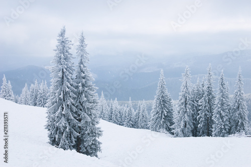 Winter landscape with firs in the mountains