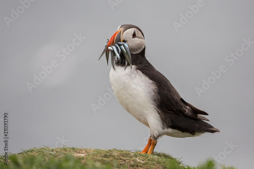 Puffin with pilchards in the bill (Fratercula arctica), Farne islands, Scotland