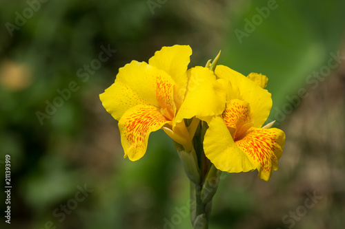 Yellow Canna flower in green background