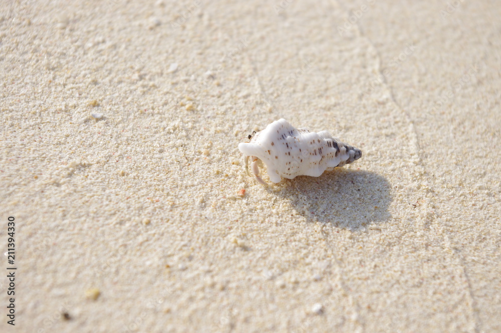 砂浜のヤドカリ 砂浜のヤドカリ