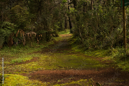 indigenous roads in the arvi park