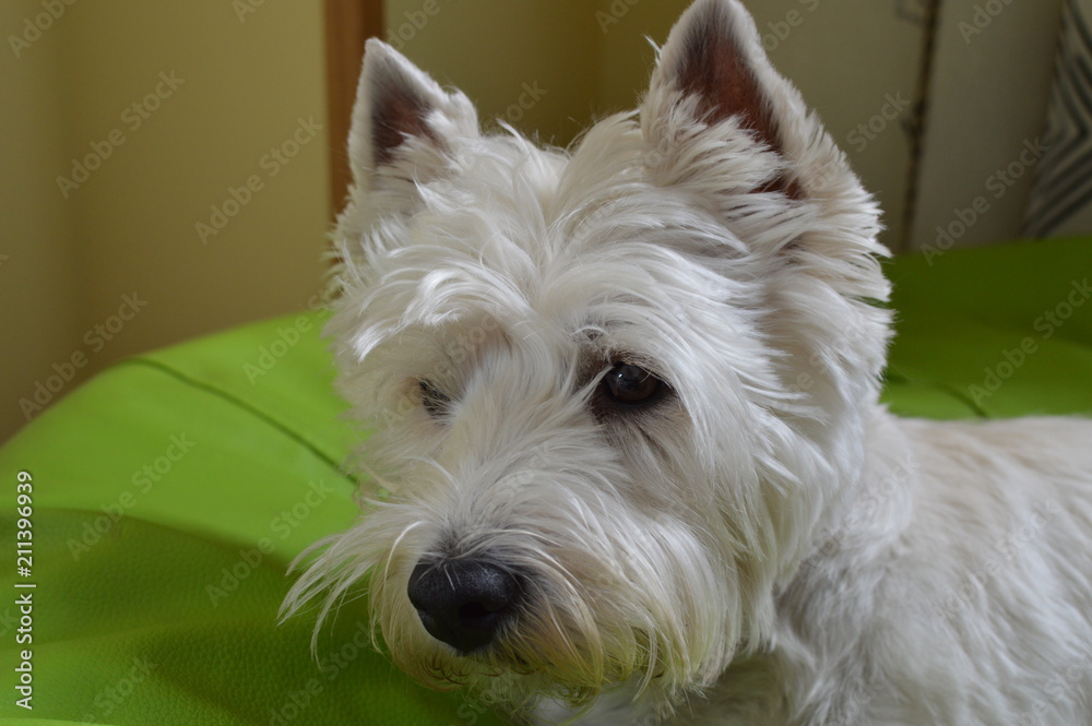 West Highland White Terrier On Alert. Westy. Nature, Dog, Pet, Portrait. May 26, 2018. Madrid. Spain. West Highland White Terrier On Alert. Westy. Nature, Dog, Pet, Portrait. May 26, 2018. Madrid. Spain.