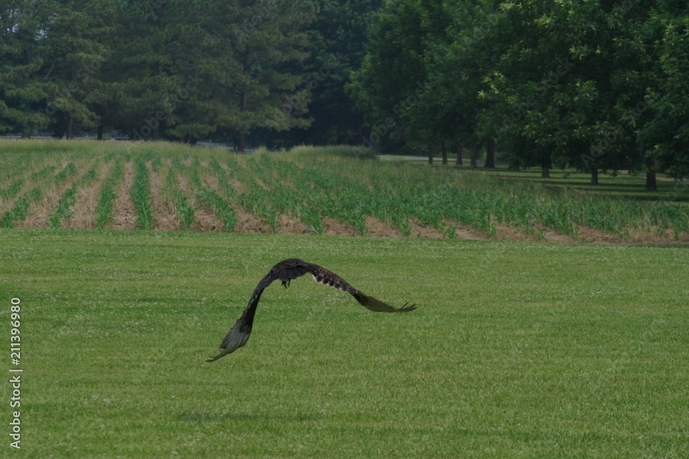 Obraz premium Hawk Take Off over Field