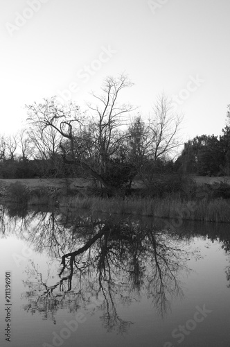 reflection, water, bush, tree, black and white, overcast, mystery, contrast, foreshadowing, winter, still water, bay, creek, Maryland, backlit, shadow, loneliness, contemplative, pondering, copy space