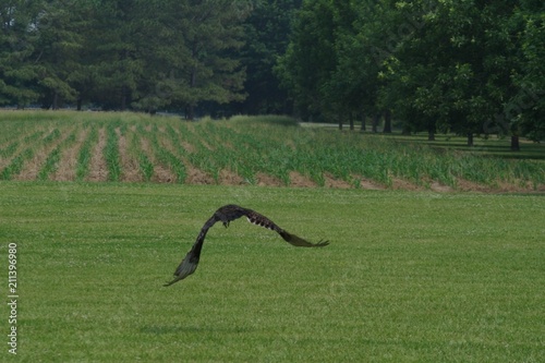 Hawk Take Off over Field