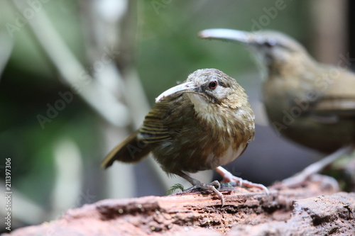 Indochinese Wren-babbler (Rimator danjoui) in Dalat, Vietnam
 photo