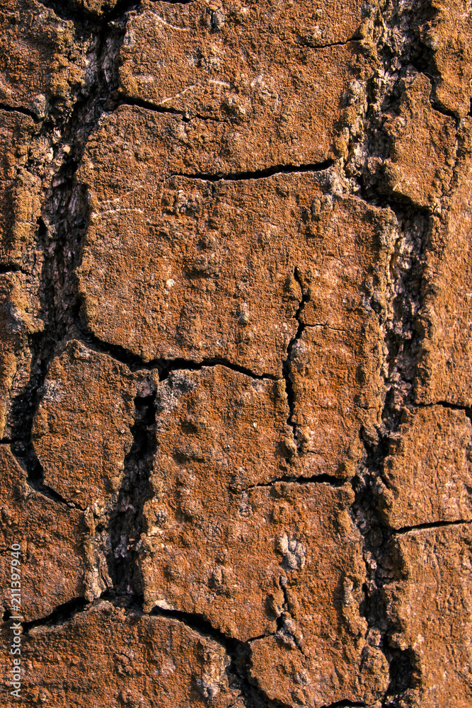 Bark of oak texture close up, vertical Bark of oak texture close up, vertical