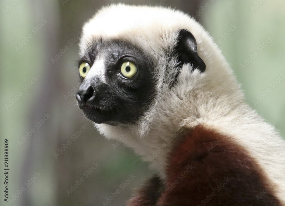 Obraz premium A Portrait of a Sifaka Primate, a Large Lemur