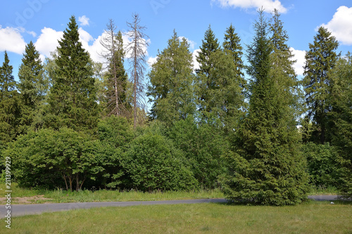 The edge of the forest near the road