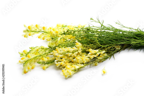 Fresh field flowers blooming, isolated on white background, clipping path