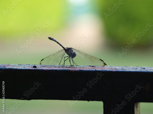 Dragon Fly's Source For Minerals photo
