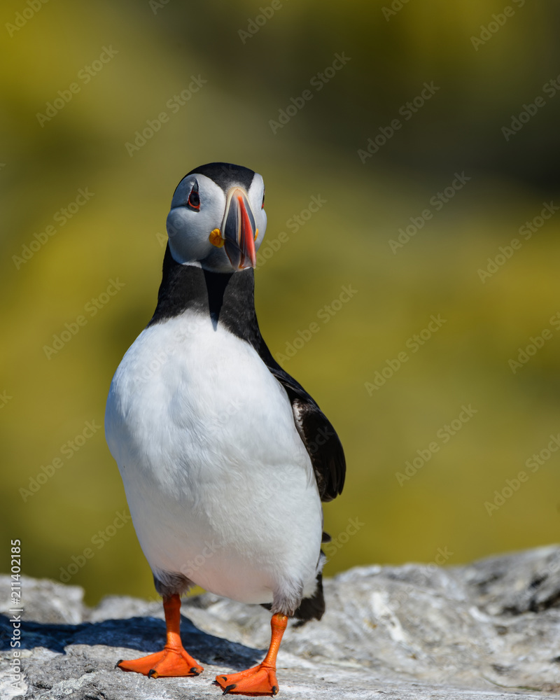 Fototapeta premium Colorful Atlantic Puffin or Comon Puffin Fratercula Arctica in Northumberland England on bright Spring day
