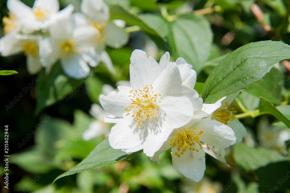 Fototapeta premium Jasmine blooming white flowers in close up