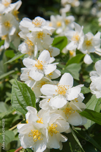 Jasmine blooming white flowers in close up