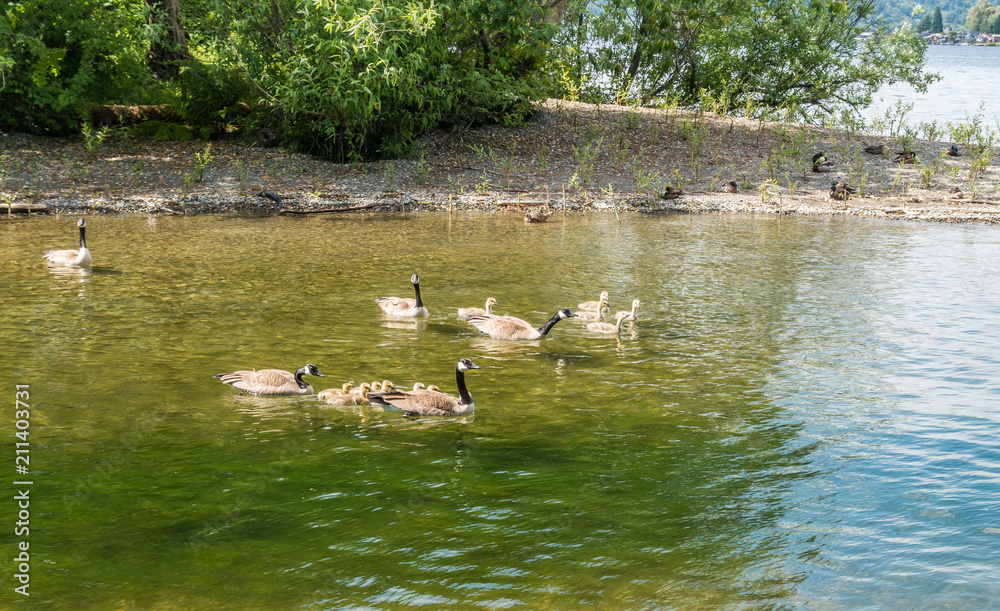 Young Geese Paddling With Momns 5 Young Geese Paddling With Momns 5