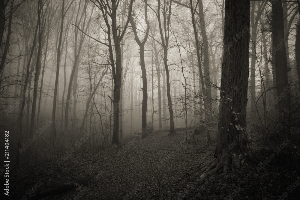 Fototapeta premium Nebelwald