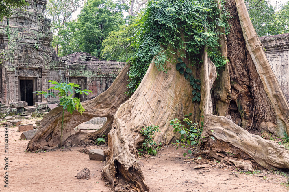 Ta Prohm the temple ruins overgrown with trees at Angkor, Siem Reap , Cambodia, Ta Prohm the temple ruins overgrown with trees at Angkor, Siem Reap , Cambodia,