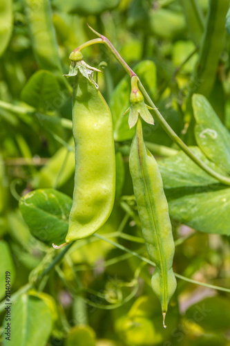 fresh green peas growing in the pod