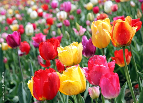 Colorful tulips on a field - mix of red  yellow  orange  violet  pink and white