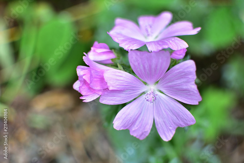 close-up of pink flowers in a summer garden on a soft blurred green background