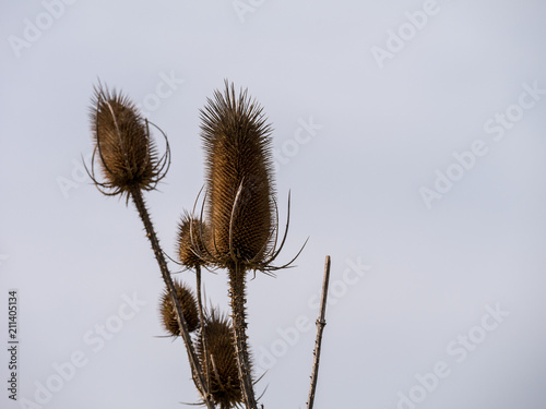 Dry thistles with bright background. closeup