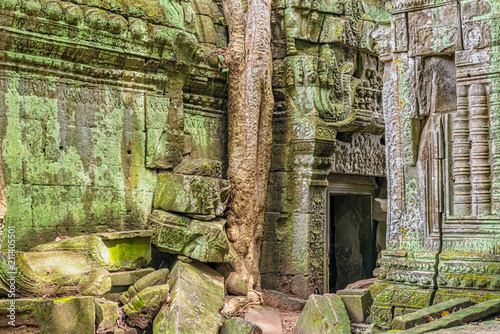 Ta Prohm  the temple ruins overgrown with trees at Angkor  Siem Reap   Cambodia