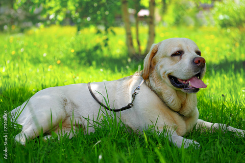adult golden retriever labrador laying on grass in the shade