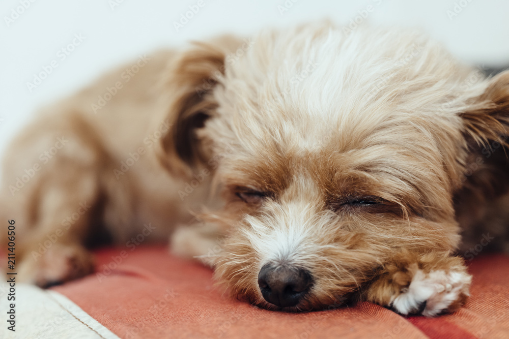 A cute face dog is asleep.