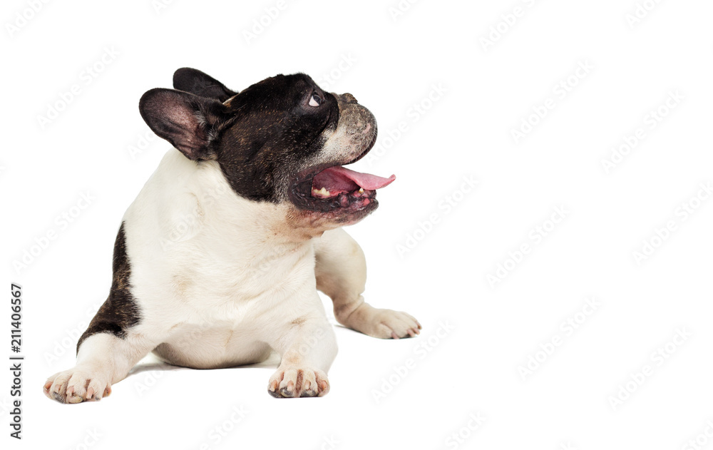 bulldog dog on white background