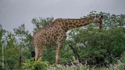 Giraffen im afrikanischen Busch