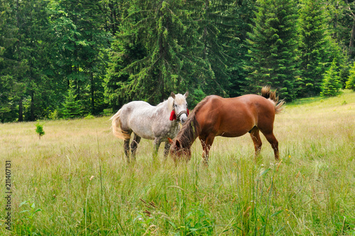 A pair of beautiful horses are grazing in a forest meadow.