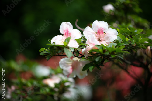 while flowers with dark background