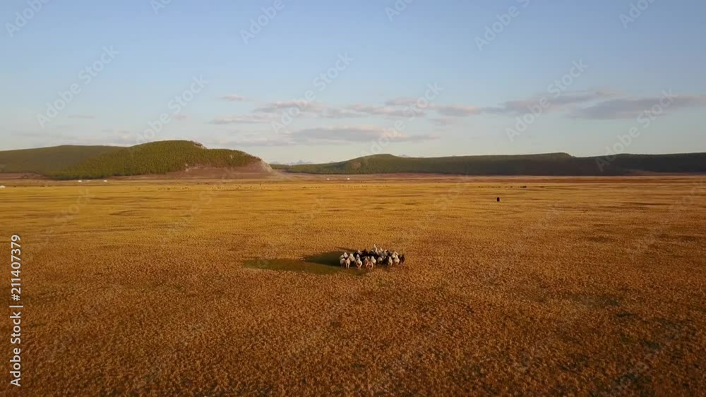 Aerial view from a drone of sheep running in a Mongolian steppe on an autumn day. Lake Khuvsgol, Mongolia. Aerial view from a drone of sheep running in a Mongolian steppe on an autumn day. Lake Khuvsgol, Mongolia.