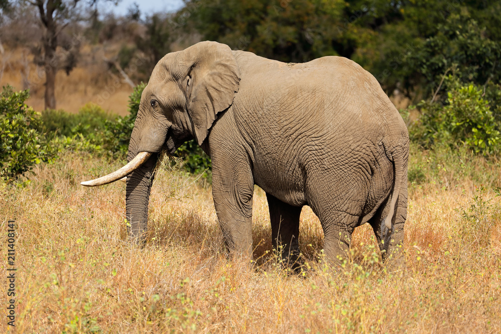 Large African bull elephant (Loxodonta africana), Kruger National Park, South Africa.