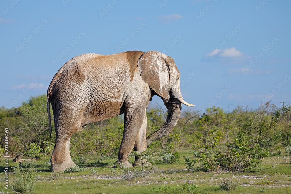 Fototapeta premium Large African elephant (Loxodonta africana) bull covered in mud, Etosha National Park, Namibia.