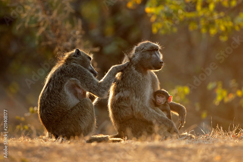 Backlit family of chacma baboons (Papio ursinus), Kruger National Park, South Africa.