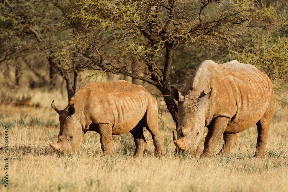Obraz premium White rhinoceros (Ceratotherium simum) with calf in natural habitat, South Africa.