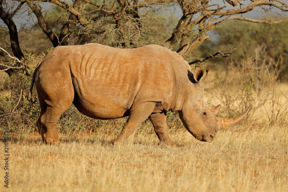 Fototapeta premium A white rhinoceros (Ceratotherium simum) grazing in natural habitat, South Africa.