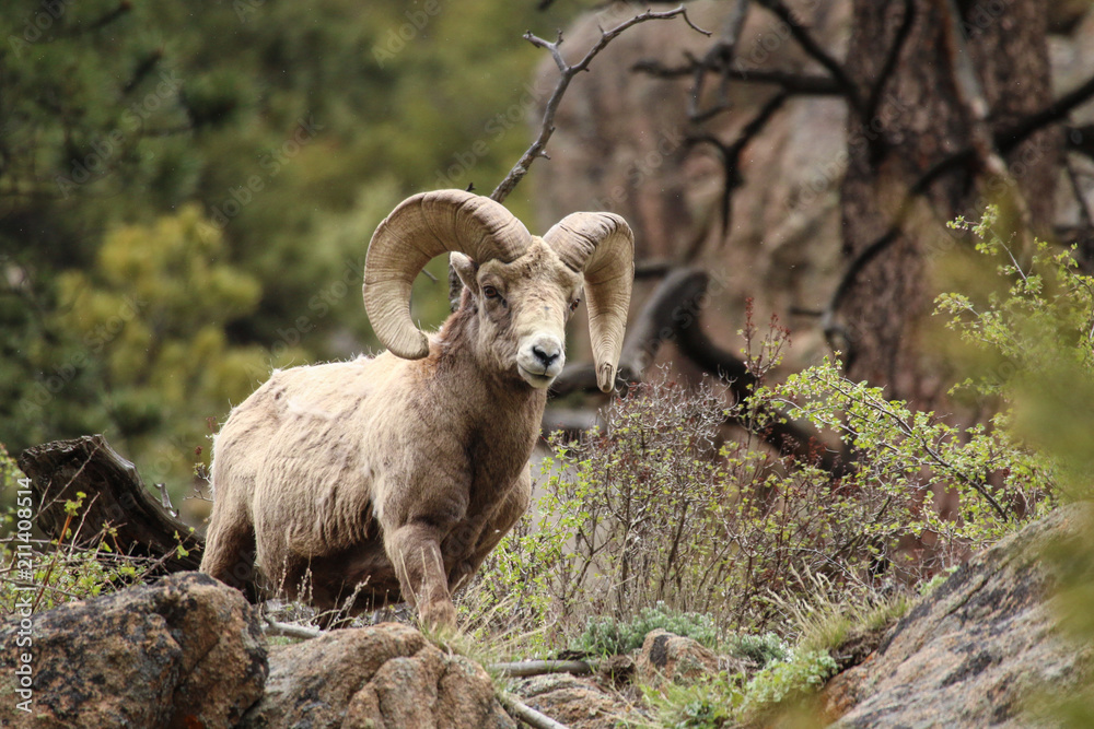 Bighorn Sheep Bighorn Sheep