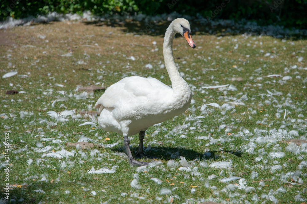 mute swan standing in the middle of pile of plucked feathers after some kind of fight mute swan standing in the middle of pile of plucked feathers after some kind of fight