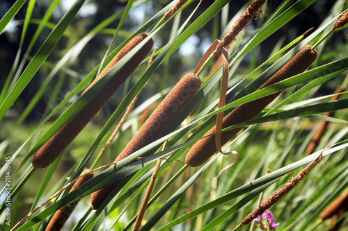 rohrkolben photo