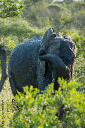 Nasser Elefant in einem Nationalpark in Afrika