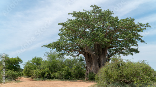 Afrikanischer Affenbrotbaum in einem Nationalpark in Südafrika photo