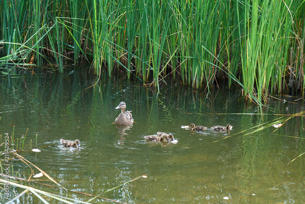 Duck and little ducklings swimming on the lake