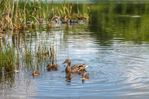 Duck and little ducklings swimming on the lake