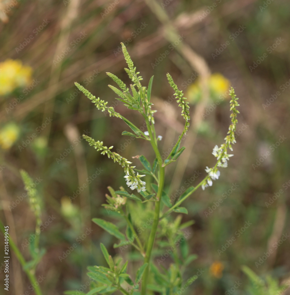 Melilotus albus, also known as honey clover, Bokhara clover (Australia), sweet clover, or white melilot, blooming in summer season Melilotus albus, also known as honey clover, Bokhara clover (Australia), sweet clover, or white melilot, blooming in summer season
