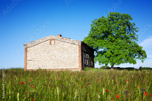 Meadow, old and empty home, large tree